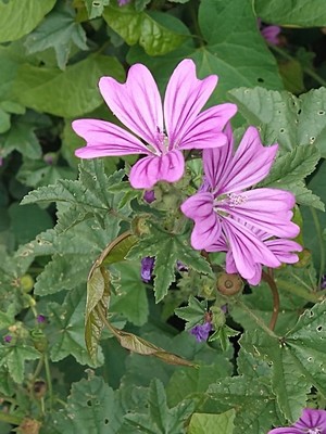 photo of Common Mallow