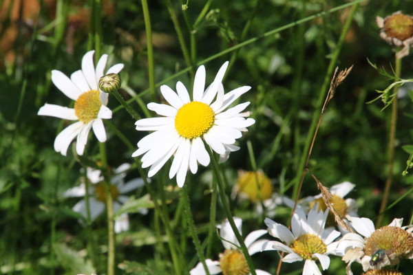 photo of Oxeye Daisy