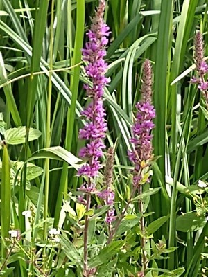 photo of Purple Loosestrife