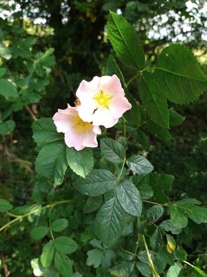 photo of Common Dog Rose