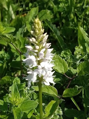 photo of Common Spotted Orchid