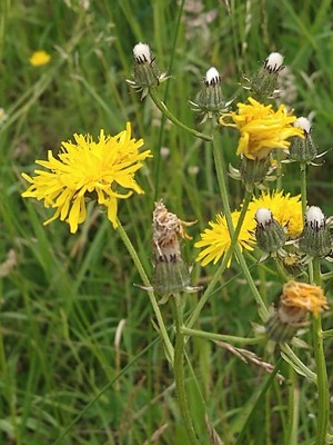 photo of Rough Hawk's Beard