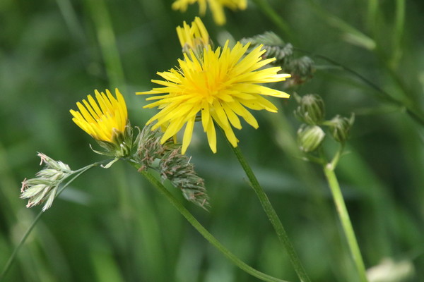 photo of Rough Hawk's Beard