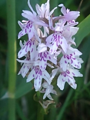 photo of Common Spotted Orchid