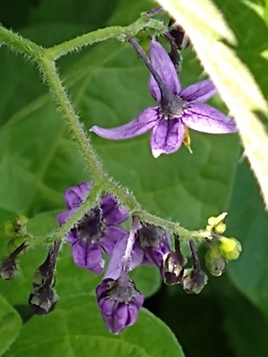 photo of Bittersweet