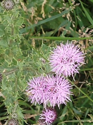 photo of Creeping Thistle