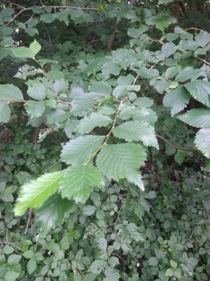 photo of Field Elm