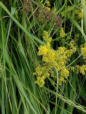photo of Lady's Bedstraw