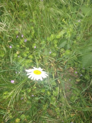 photo of Oxeye Daisy