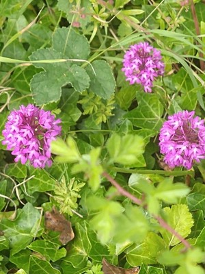 photo of Pyramidal Orchid