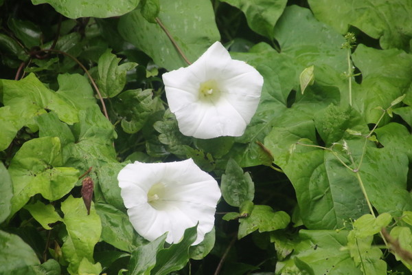 photo of Large Bindweed