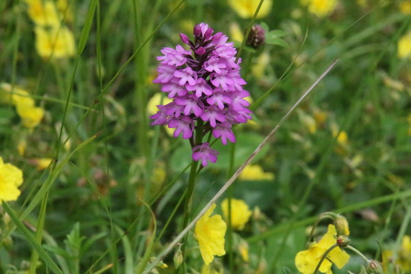photo of Pyramidal Orchid