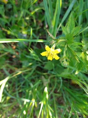 photo of Wood Avens