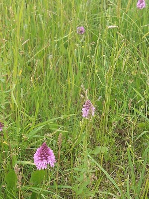 photo of Pyramidal Orchid