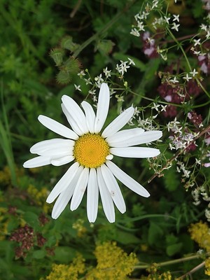 photo of Oxeye Daisy