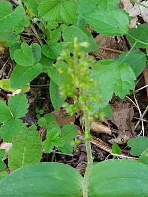 photo of Common Twayblade