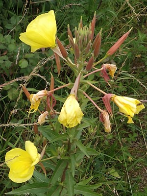 photo of Large Flowered Evening Primrose