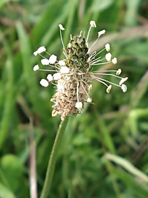 photo of Ribwort Plantain