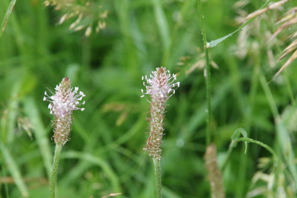 photo of Hoary Plantain