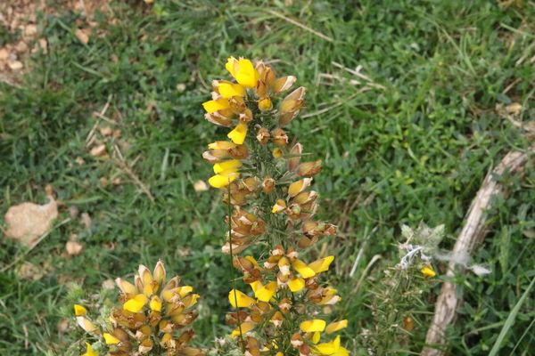 photo of Gorse