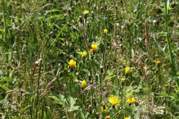 photo of Rough Hawk's Beard