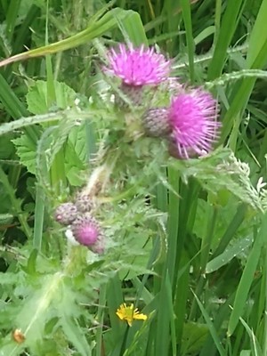 photo of Marsh Thistle
