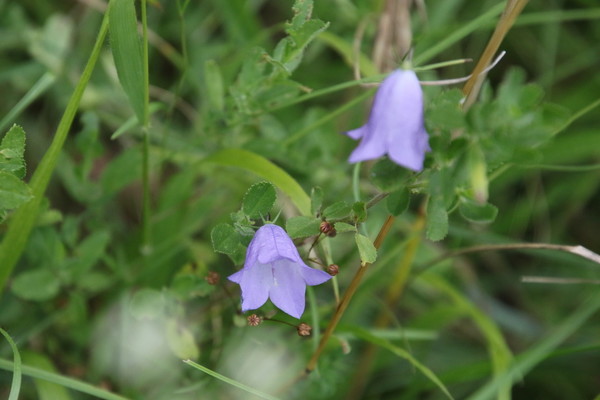 photo of Harebell