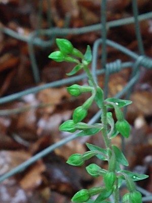 photo of Narrow Lipped Helleborine