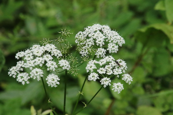 photo of Ground Elder