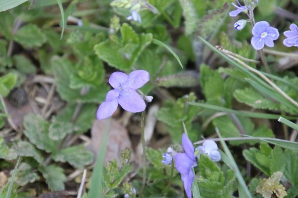 photo of Common Dog Violet