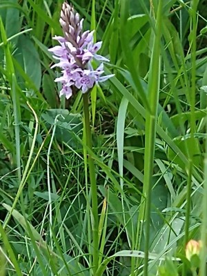 photo of Common Spotted Orchid