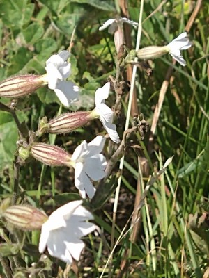 photo of White Campion