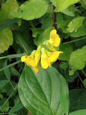 photo of Meadow Vetchling