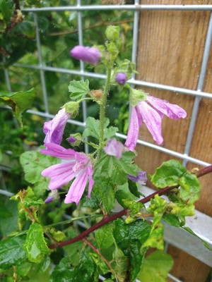 photo of Common Mallow