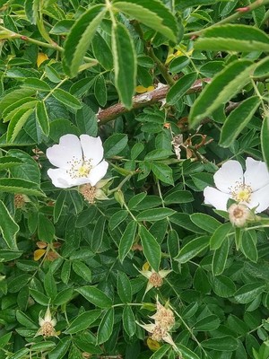 photo of Common Dog Rose