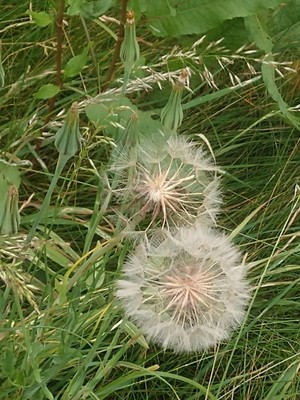 photo of Goat's Beard