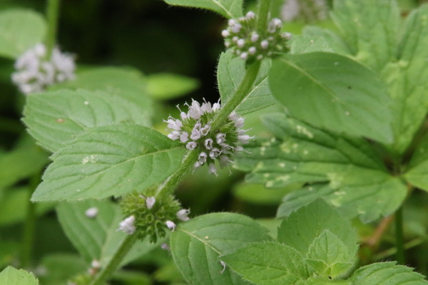 photo of Corn Mint