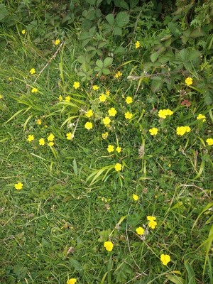photo of Common Rockrose