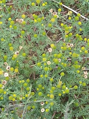 photo of Pineappleweed