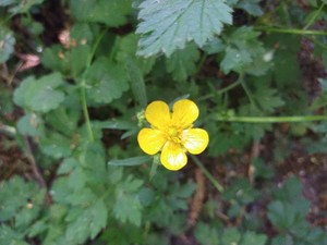 photo of Creeping Buttercup