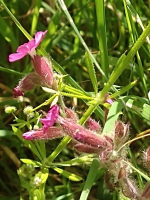 photo of Red Campion
