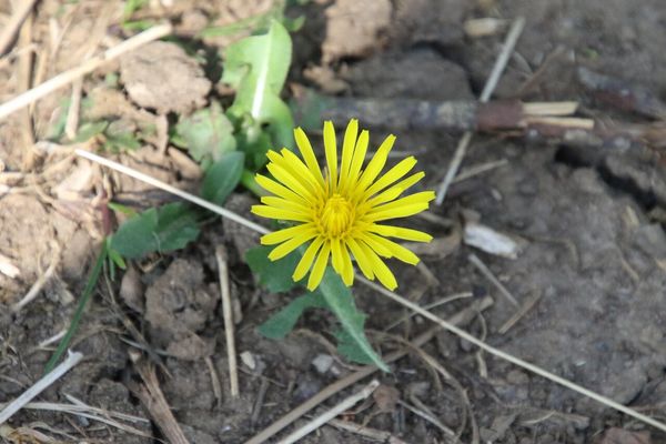 photo of Dandelion