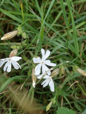 photo of White Campion