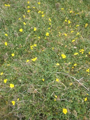 photo of Common Rockrose