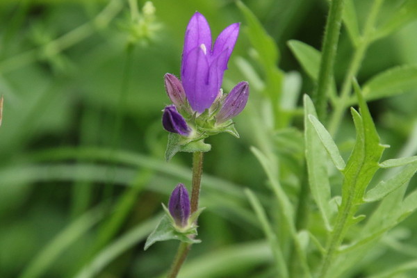 photo of Clustered Bellfower