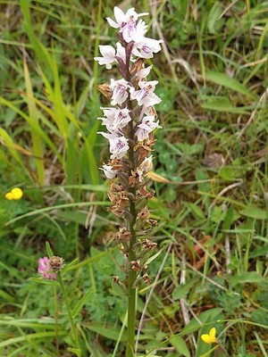 photo of Common Spotted Orchid