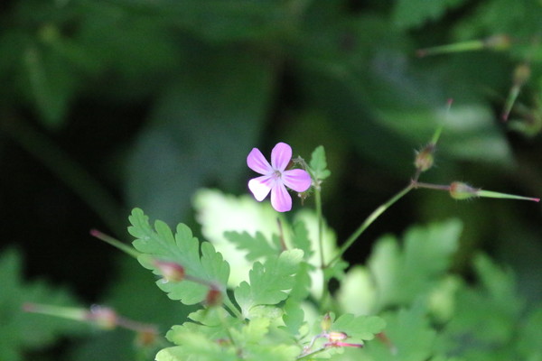photo of Herb Robert