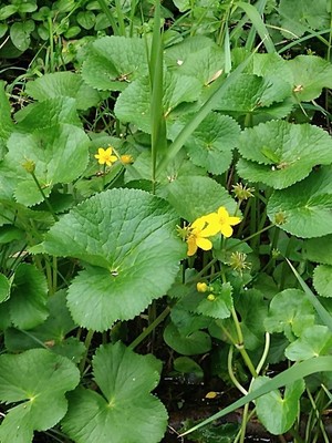 photo of King Cups Or Marsh Marigold