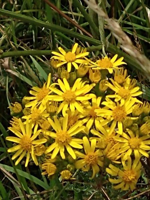 photo of Ragwort