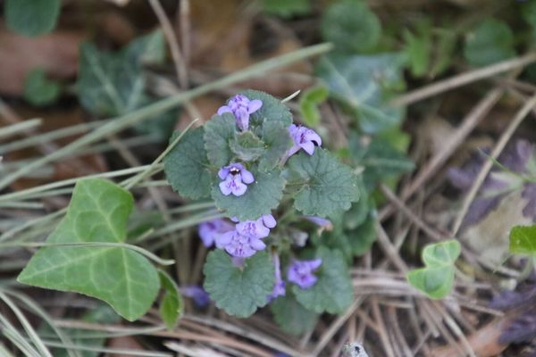 photo of Ground Ivy